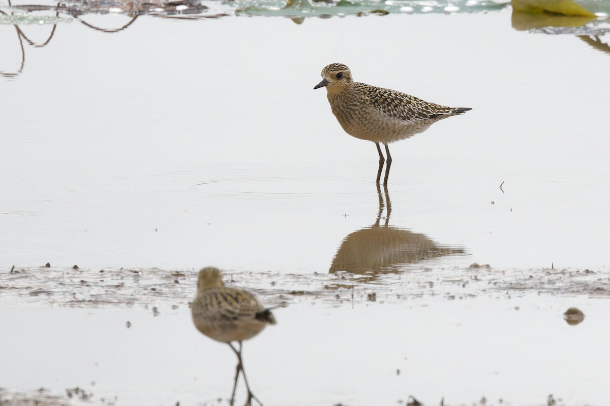 太平洋金斑鴴 - ML644401618