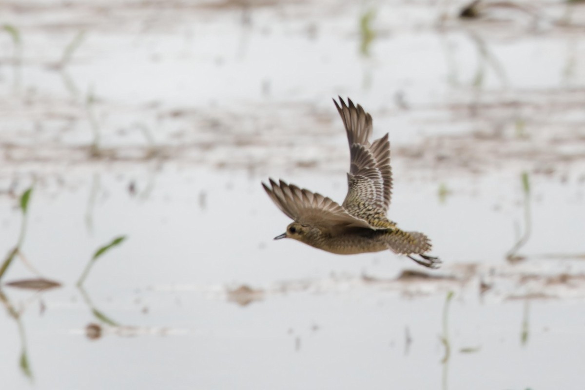 太平洋金斑鴴 - ML644401619