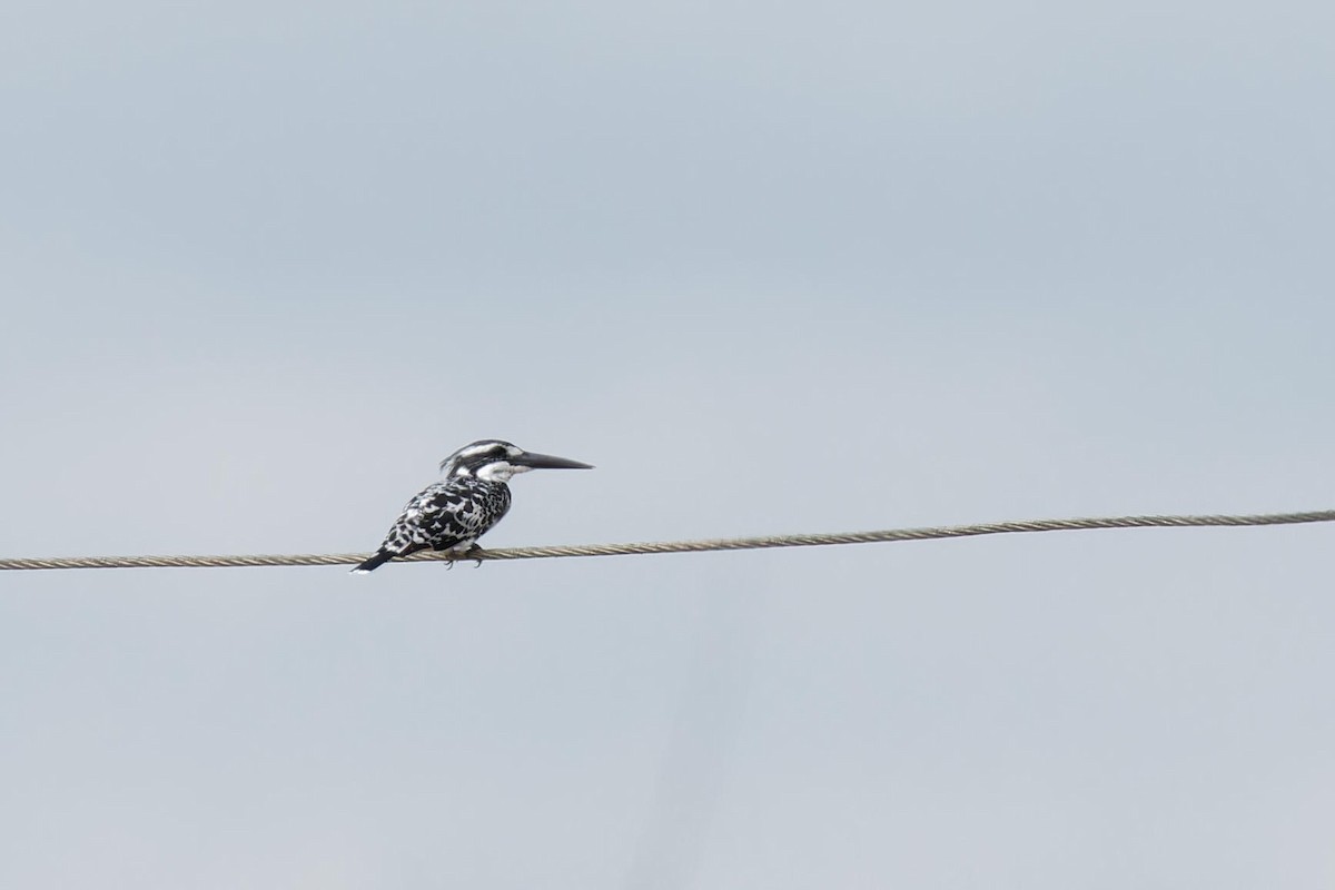 Рибалочка строкатий - ML644401636