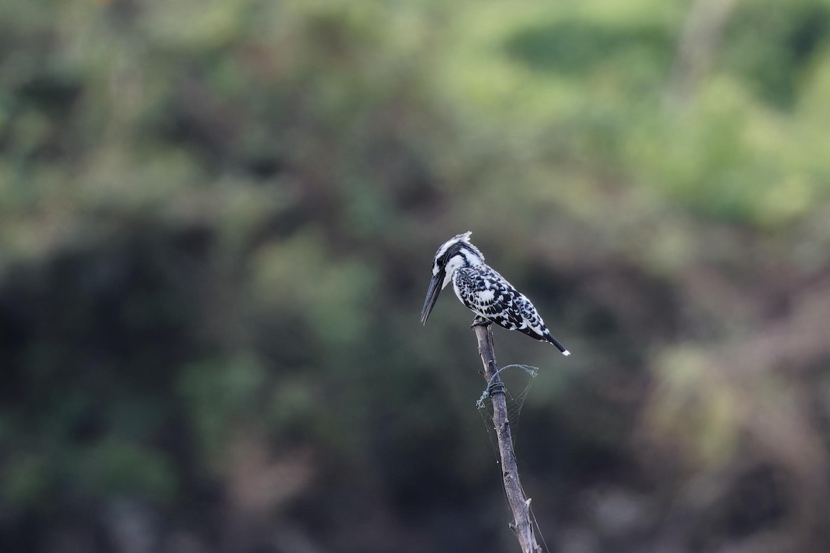 Рибалочка строкатий - ML644401637