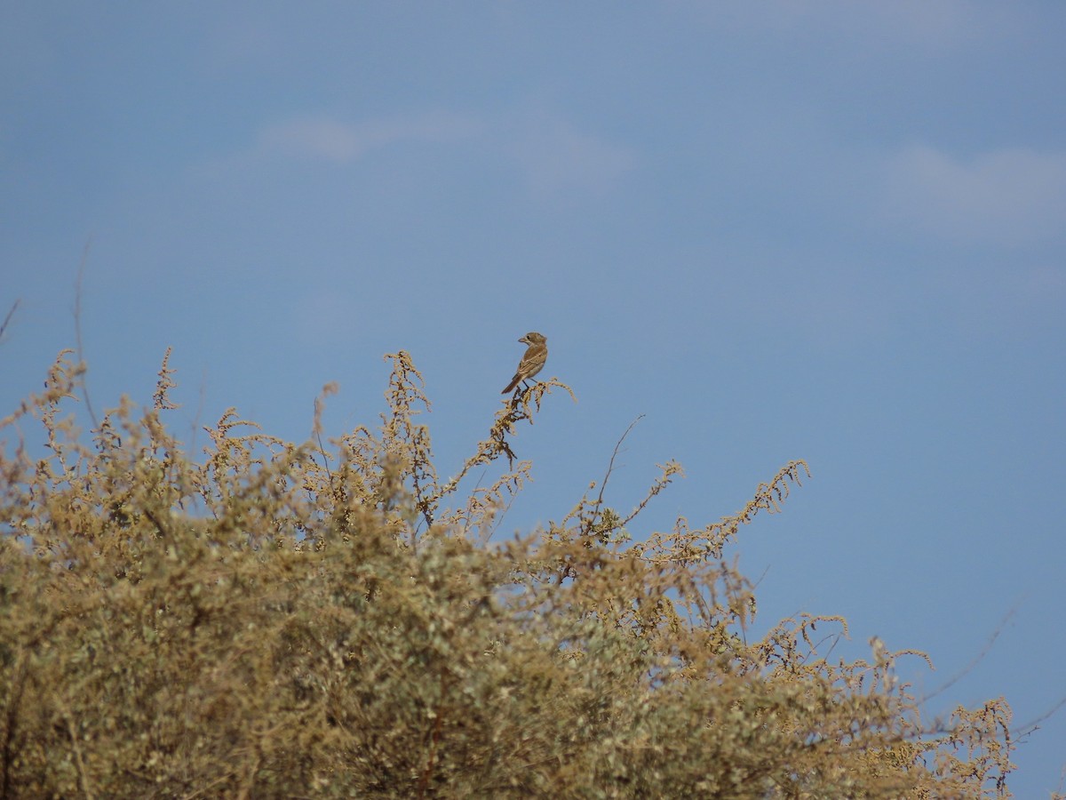 Woodchat Shrike - ML644401638