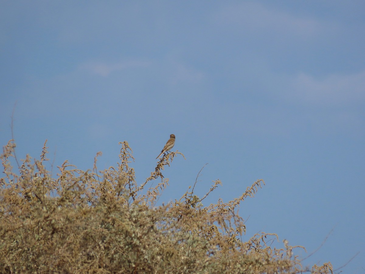 Woodchat Shrike - ML644401639