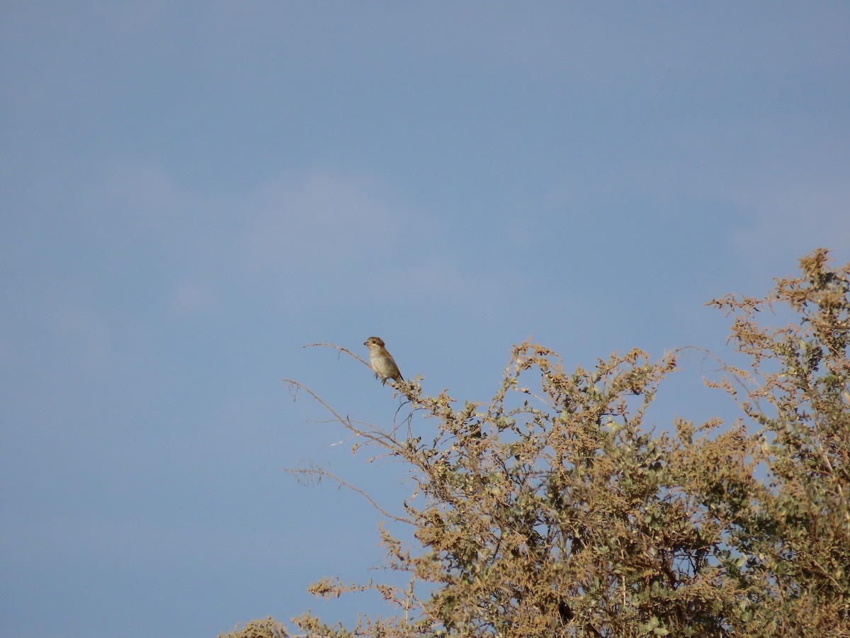 Woodchat Shrike - ML644401640
