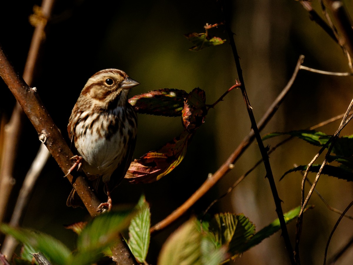 Song Sparrow - ML644401651