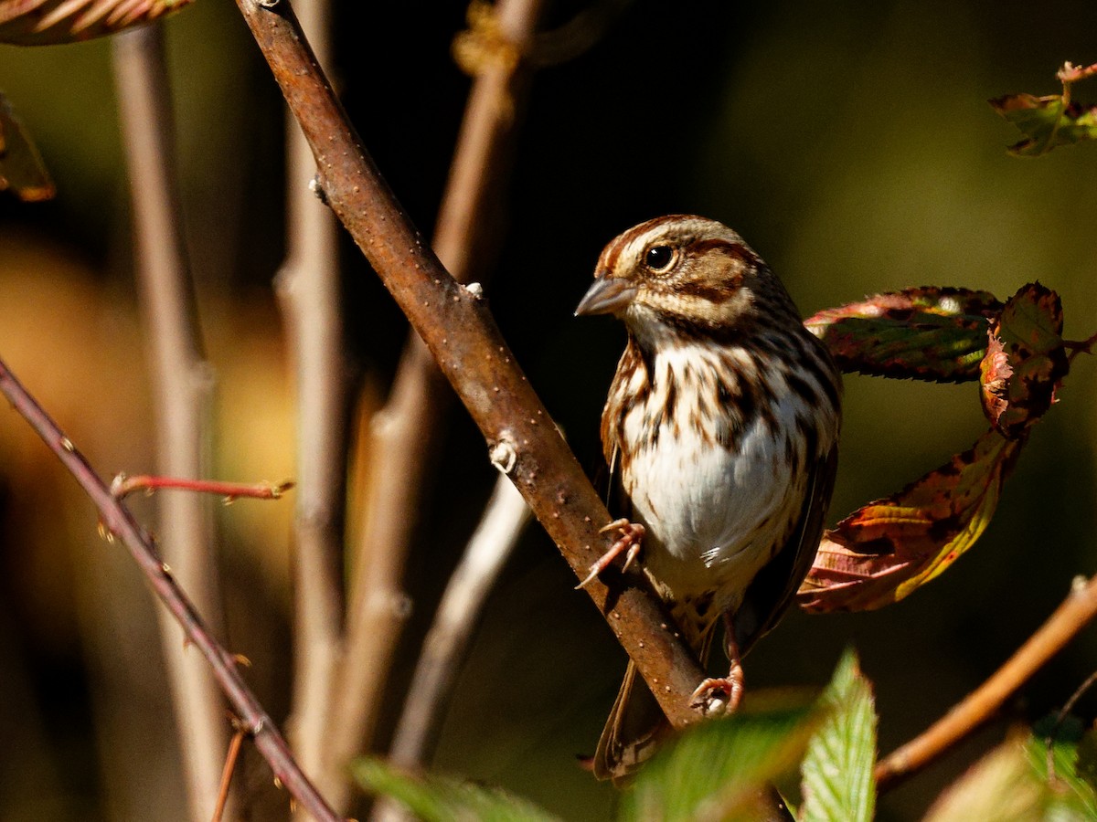 Song Sparrow - ML644401652