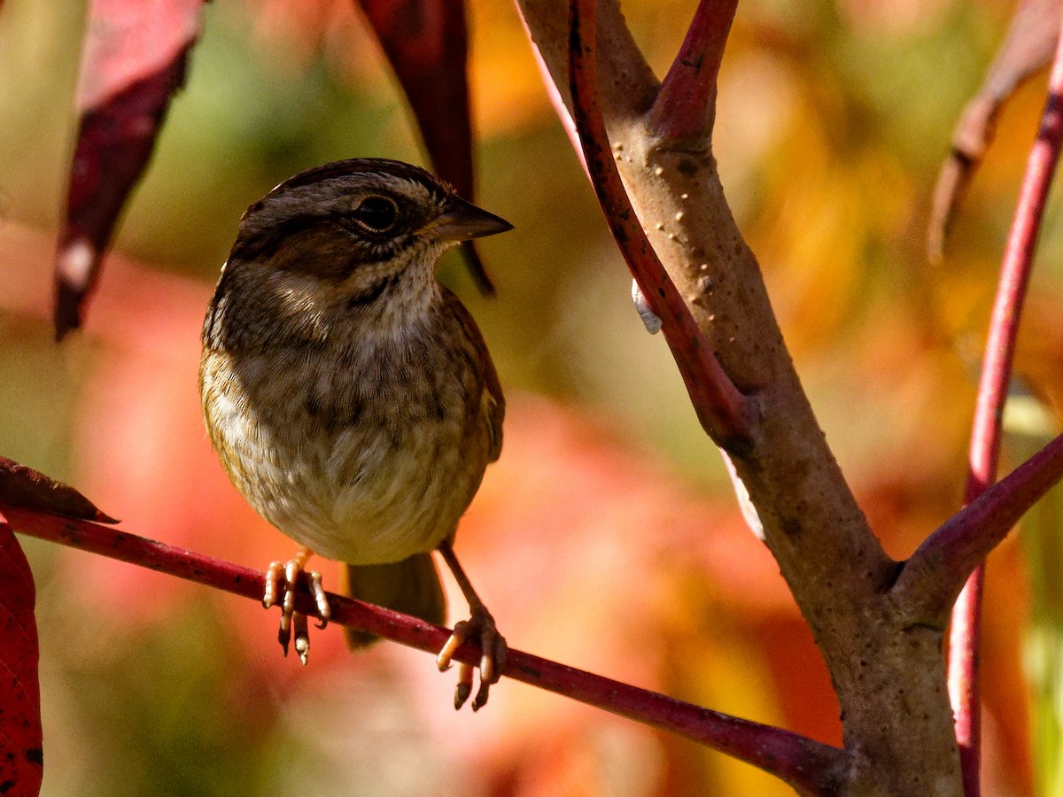 Swamp Sparrow - ML644401653