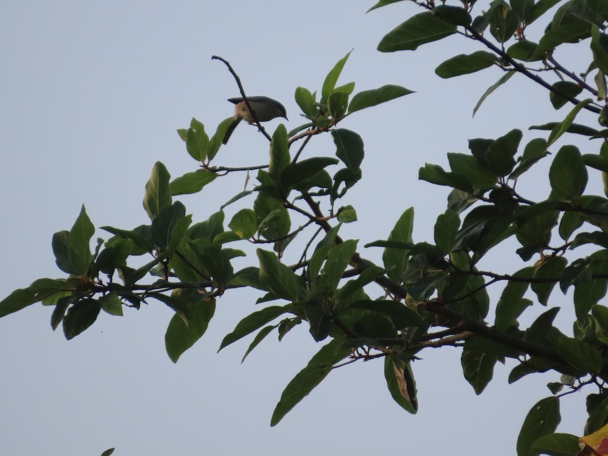 Prinia Cenicienta - ML644401668
