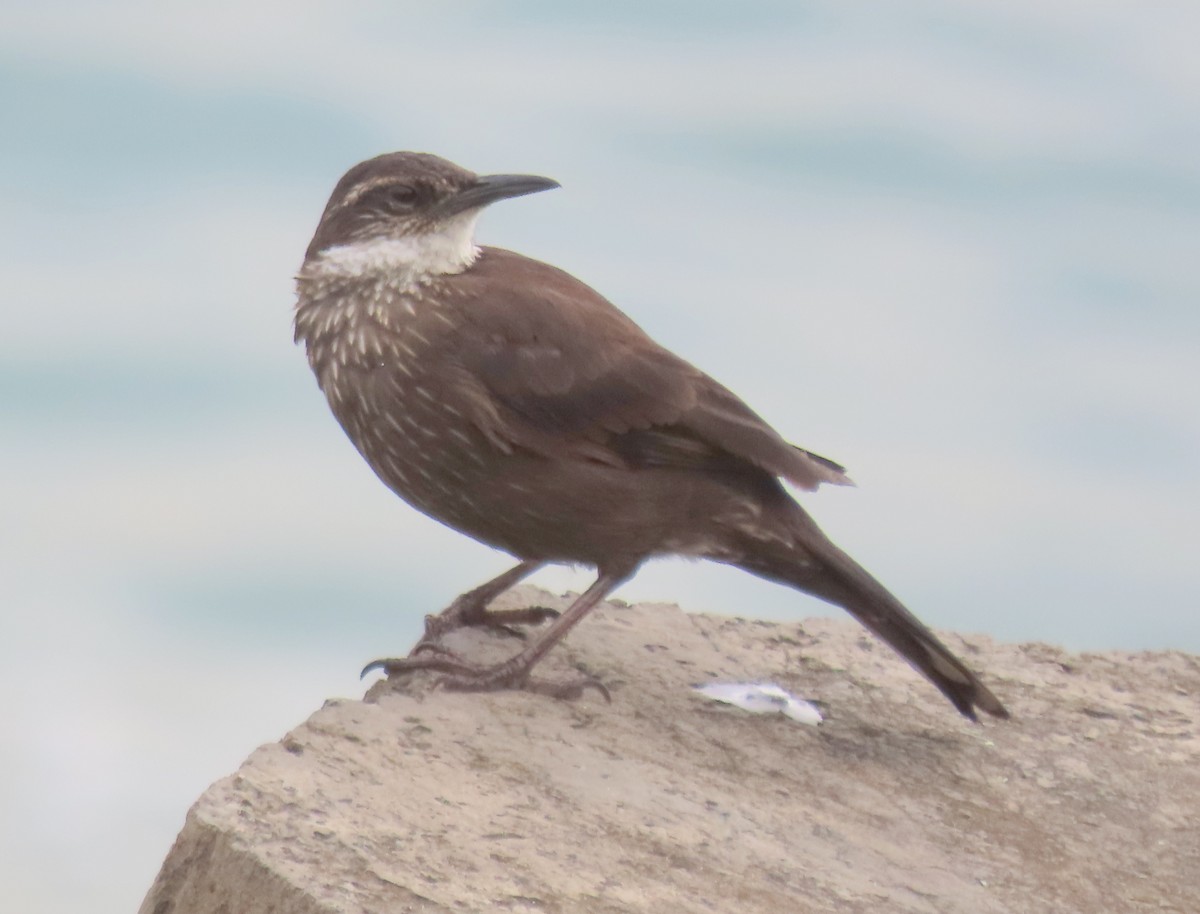 Seaside Cinclodes - ML644401678