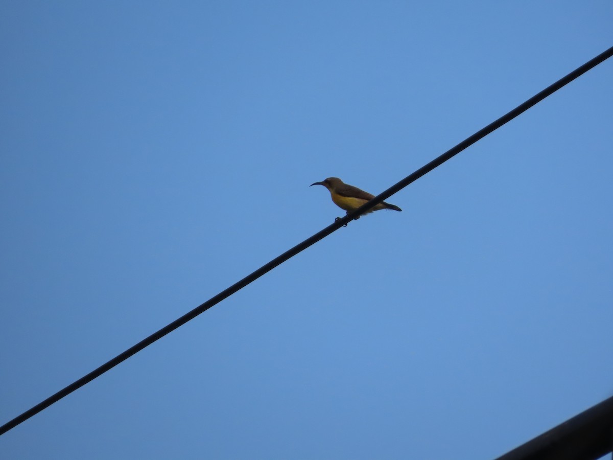 Purple Sunbird - ML644401679