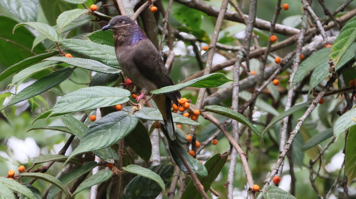 Amethyst Brown-Dove - ML644401680