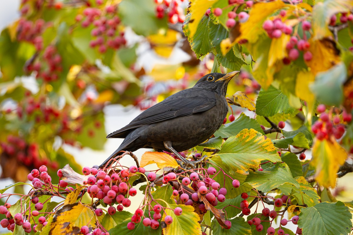Chinese Blackbird - ML644401684