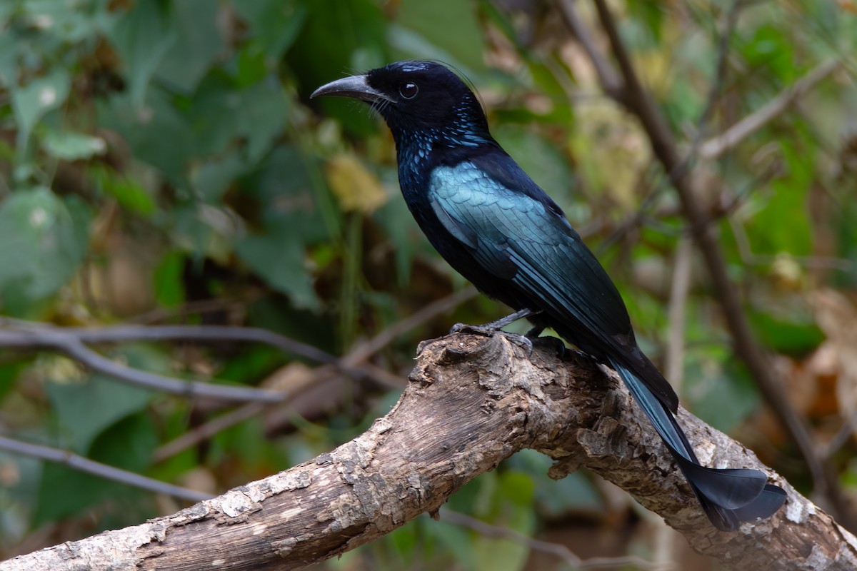 Hair-crested Drongo - ML644401685