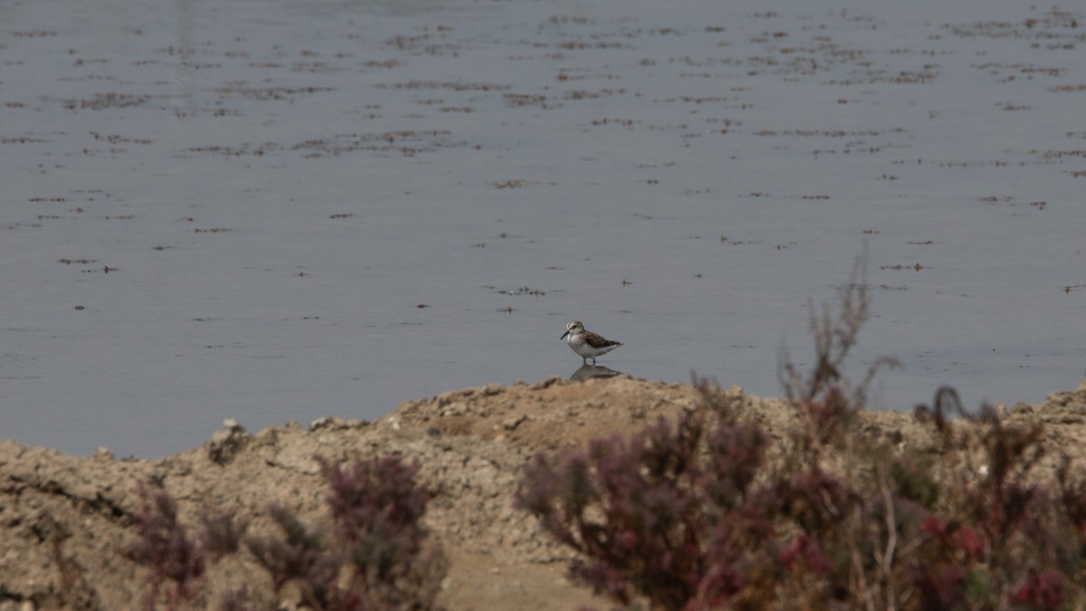 Broad-billed Sandpiper - ML644401686
