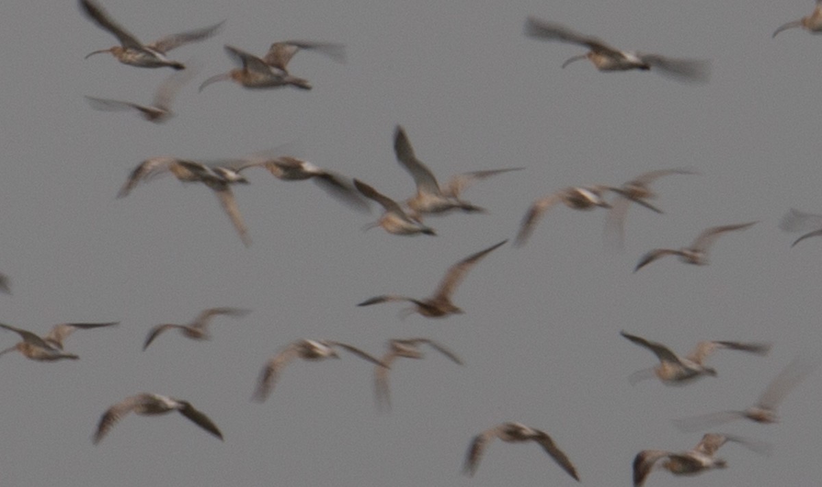 Far Eastern Curlew - ML644401687