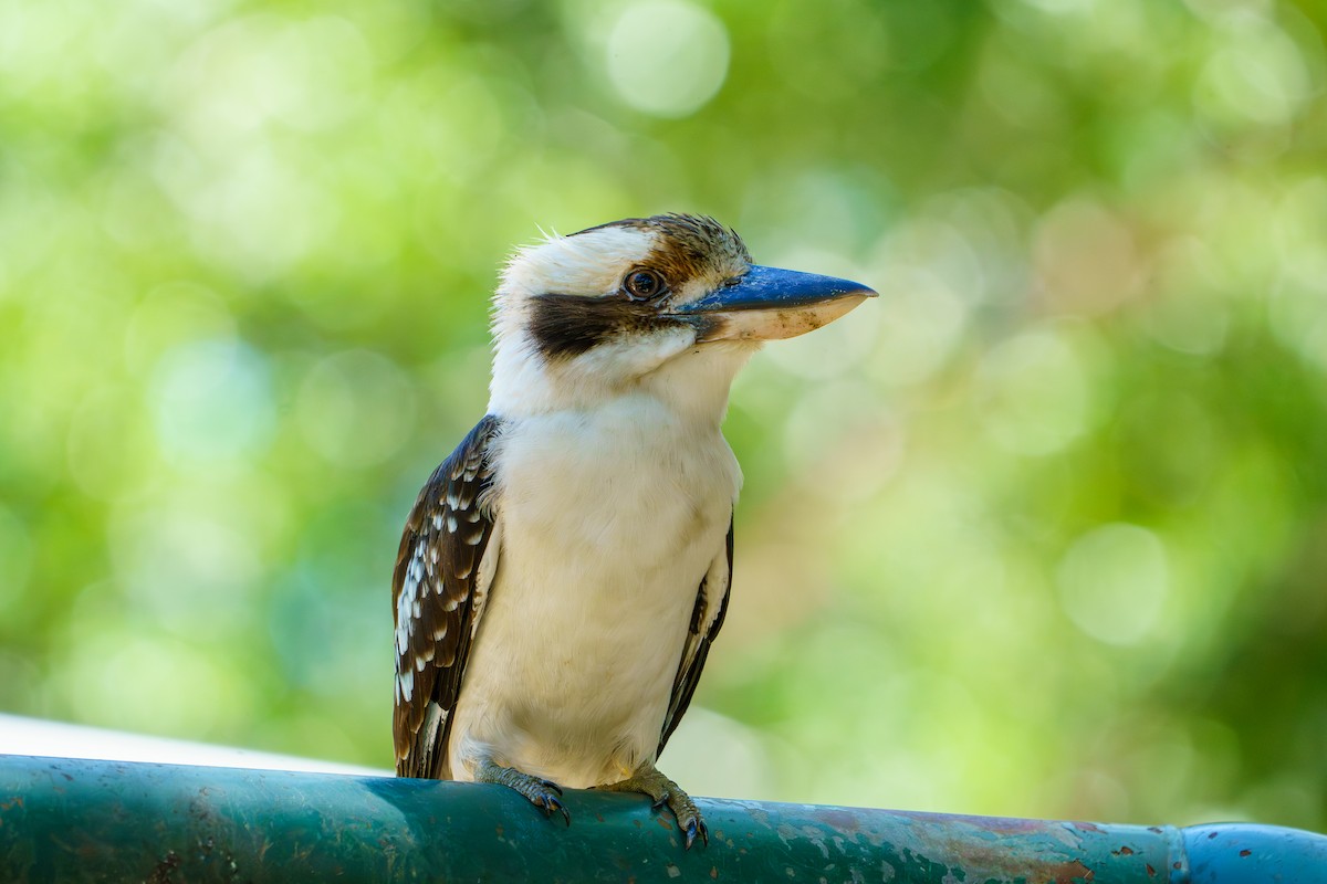 Laughing Kookaburra - ML644401688