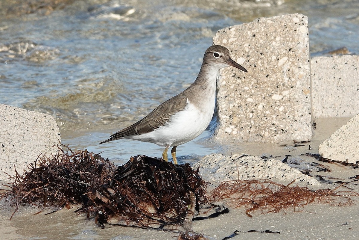 Spotted Sandpiper - ML644401689