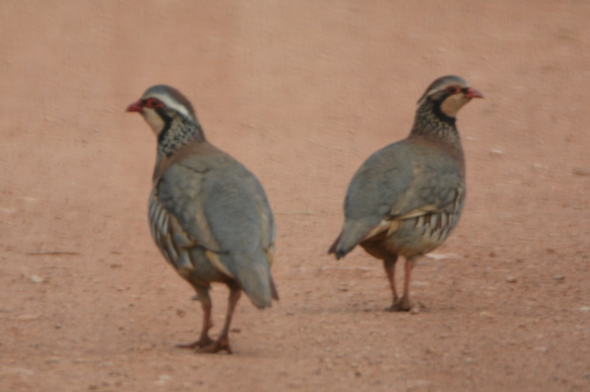 Red-legged Partridge - ML644401690