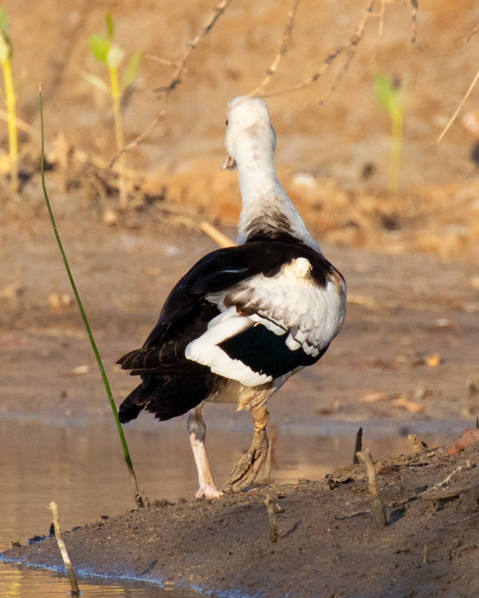 Radjah Shelduck - ML644401691