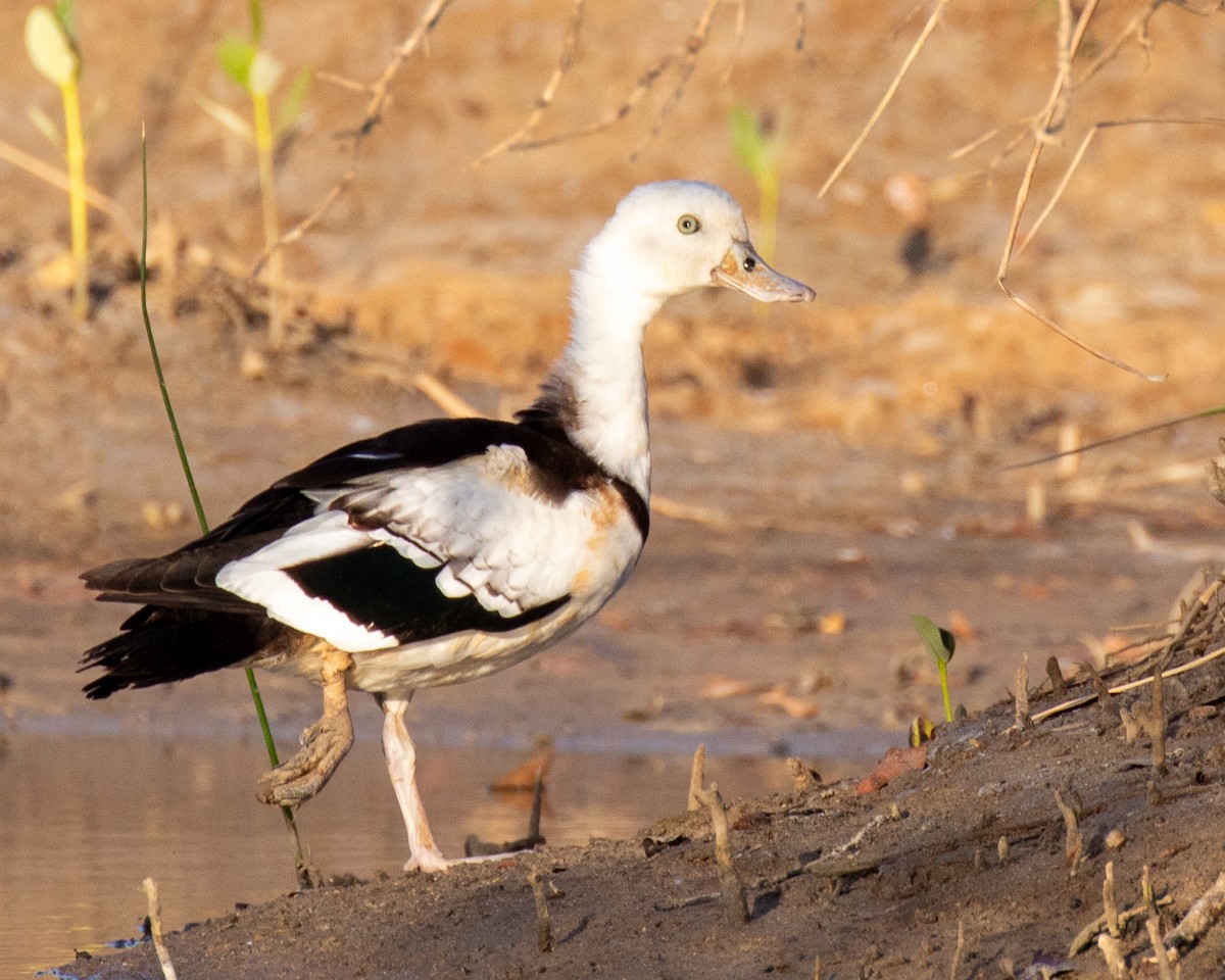 Radjah Shelduck - ML644401692