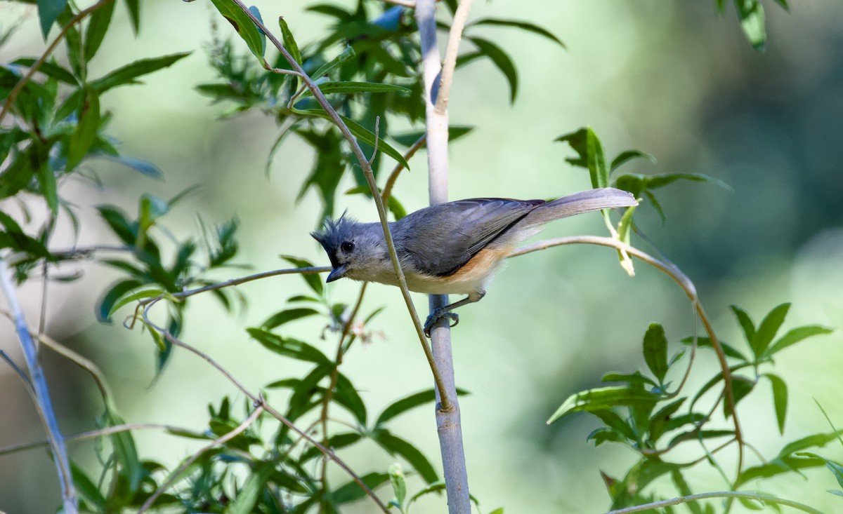 Tufted Titmouse - ML644401694