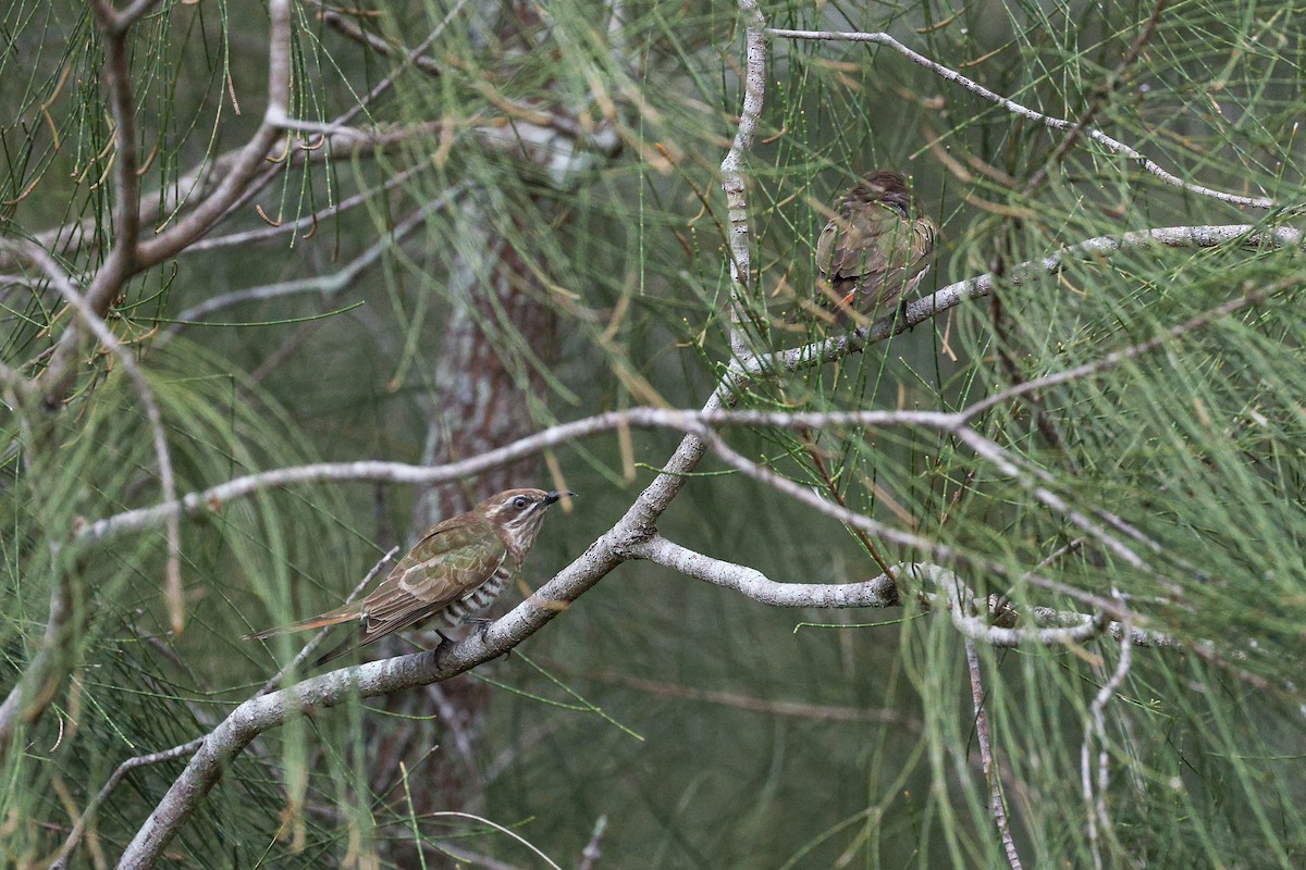 Horsfield's Bronze-Cuckoo - ML644401695