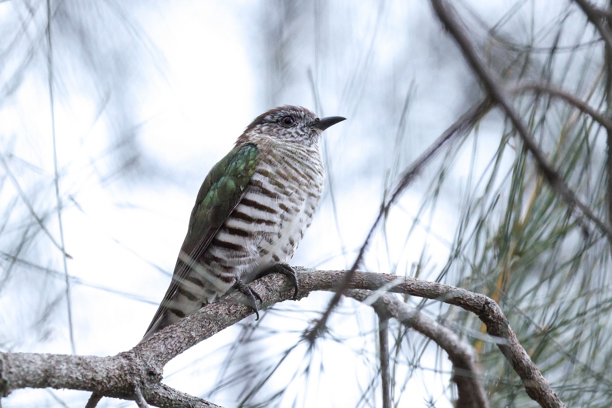 Shining Bronze-Cuckoo - ML644401696