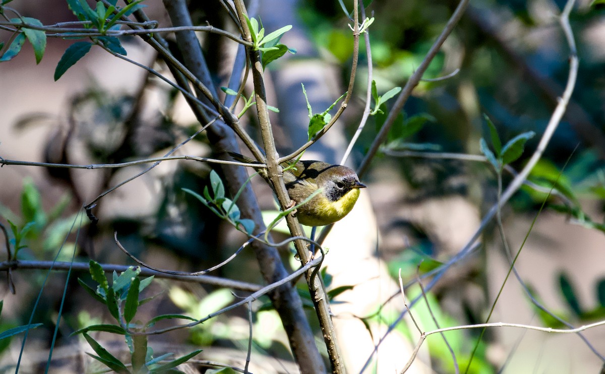 Common Yellowthroat - ML644401697