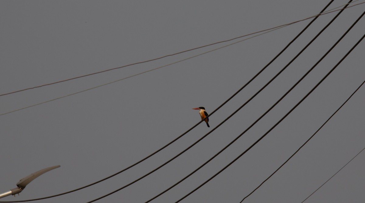 Black-capped Kingfisher - ML644401699