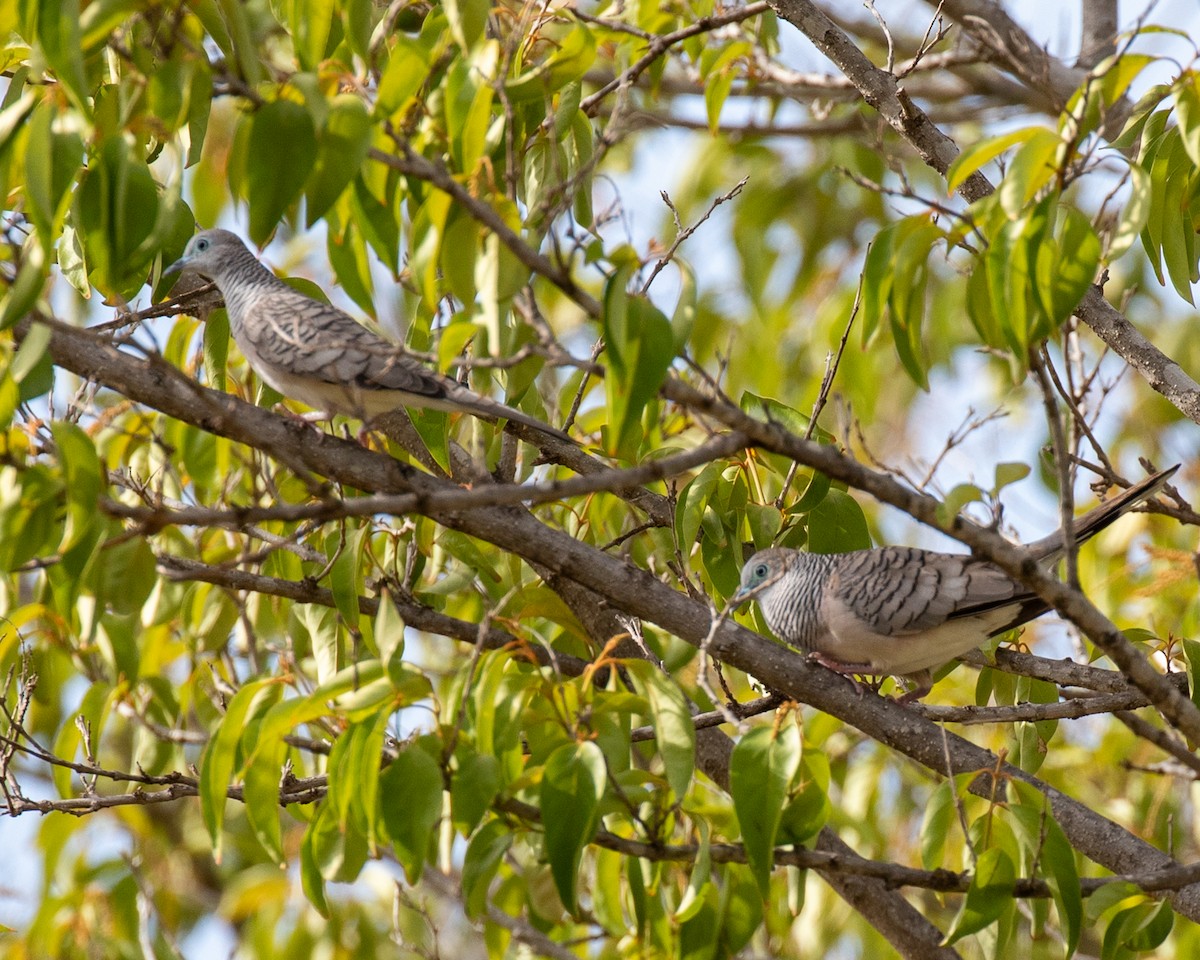 Peaceful Dove - ML644401700