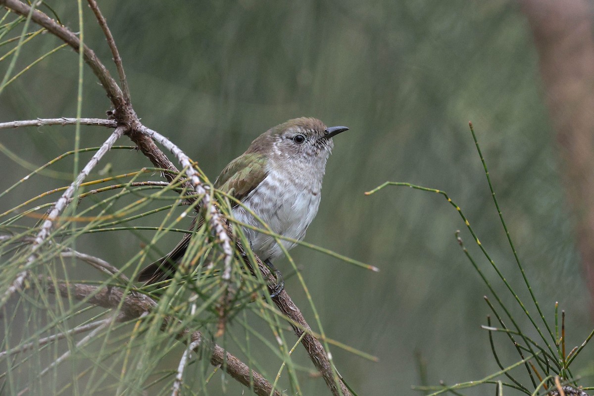 Shining Bronze-Cuckoo - ML644401701