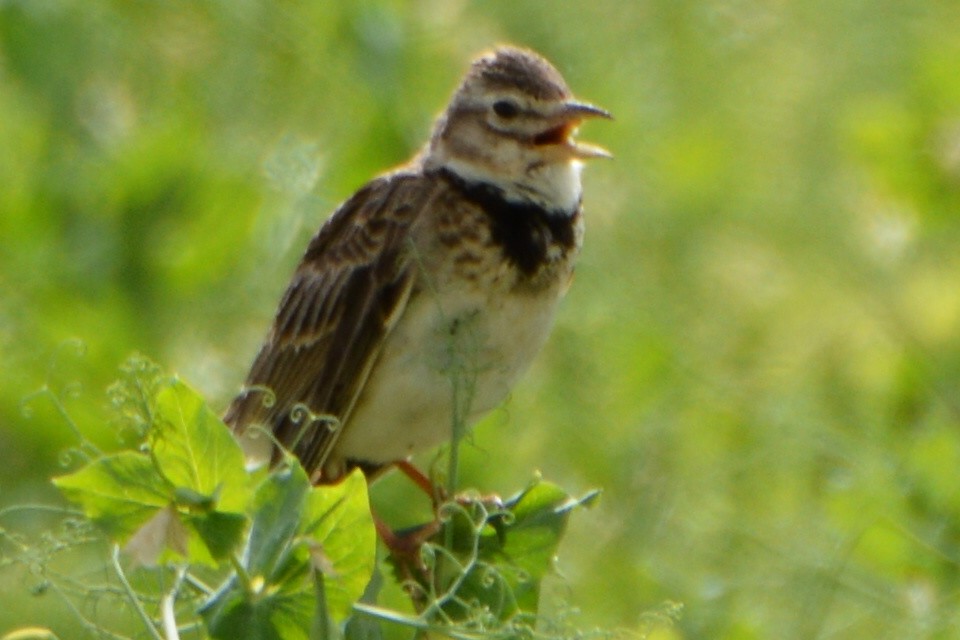 Calandra Lark - ML644401702