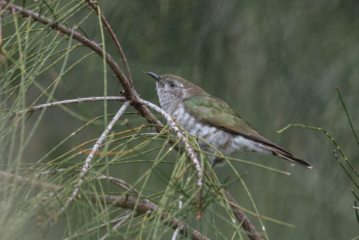 Shining Bronze-Cuckoo - ML644401703