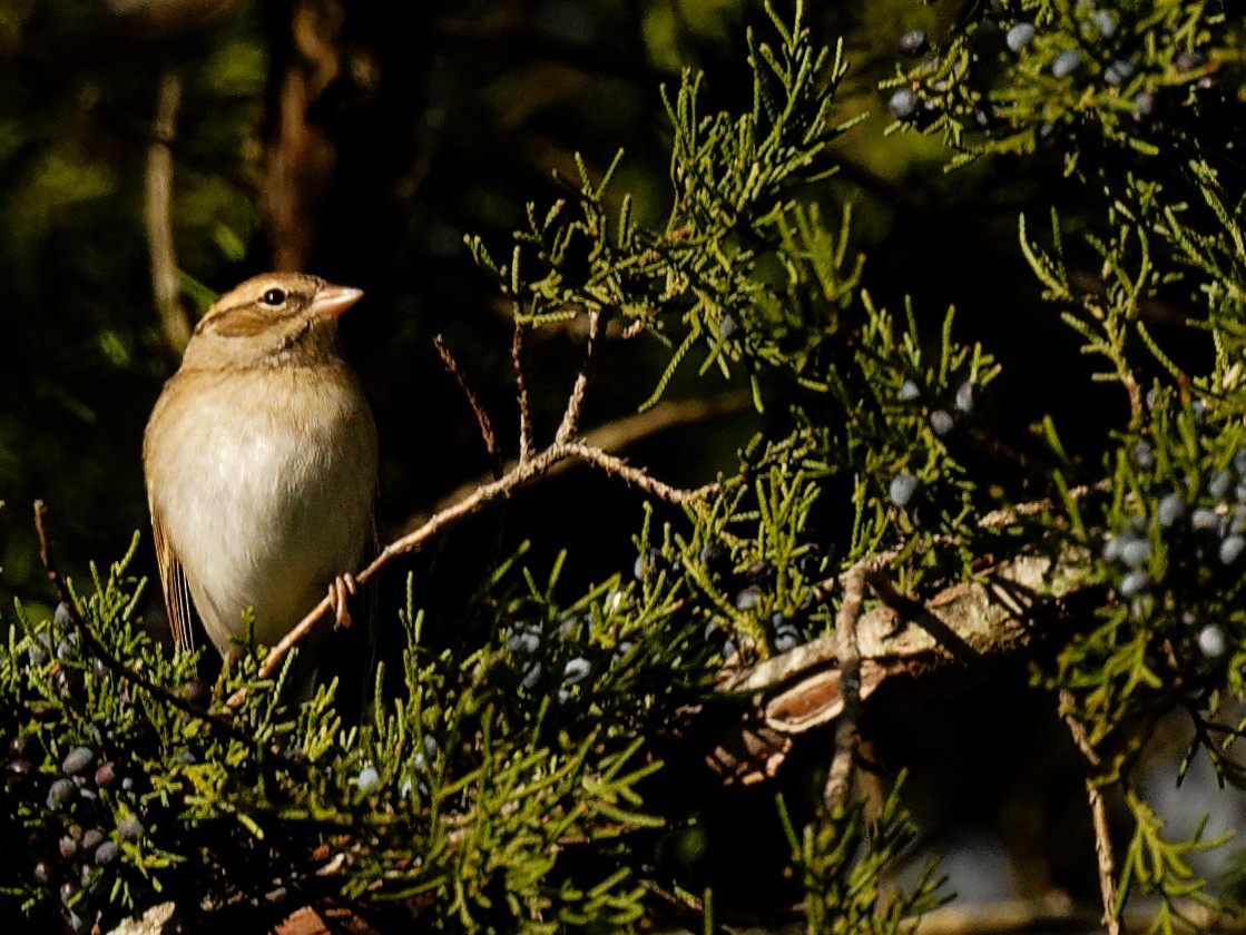 Chipping Sparrow - ML644401704