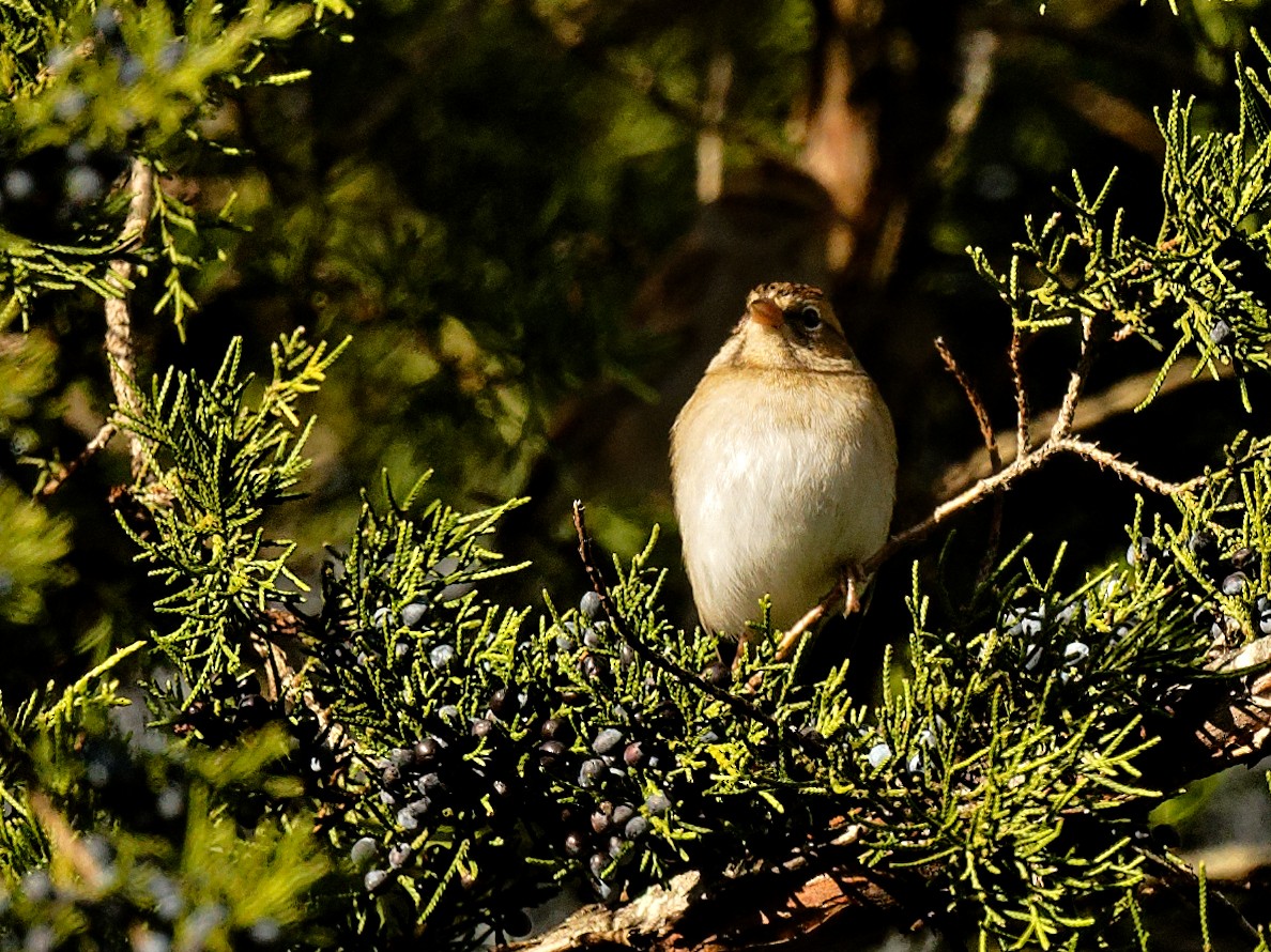 Field Sparrow - ML644401705