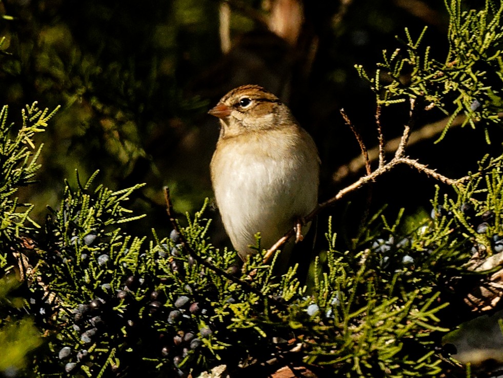Field Sparrow - ML644401706