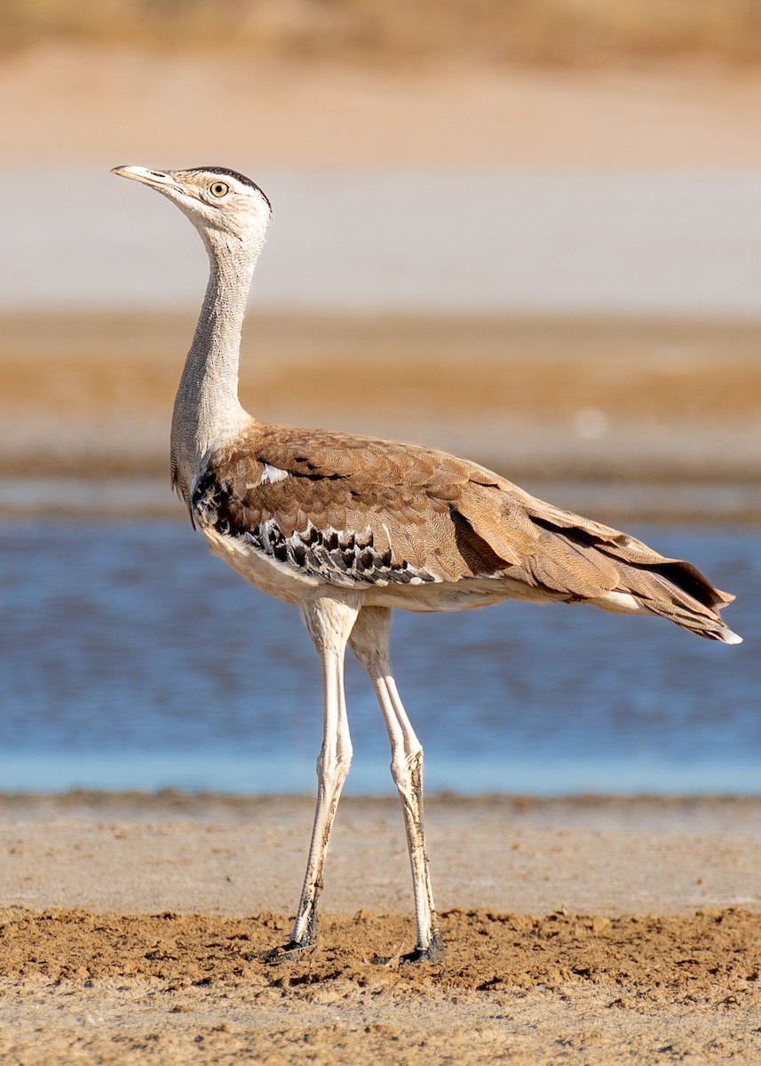 Australian Bustard - ML644401707