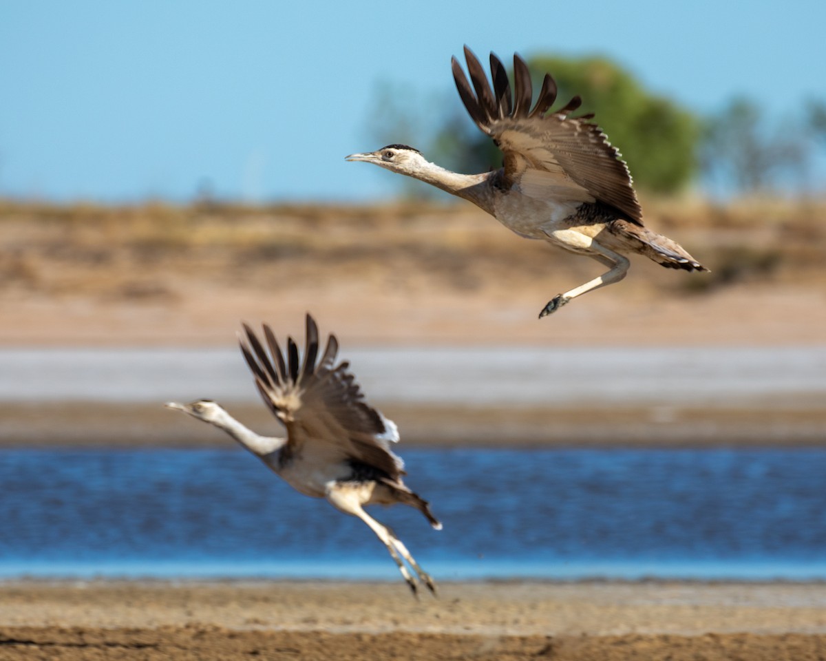 Australian Bustard - ML644401708