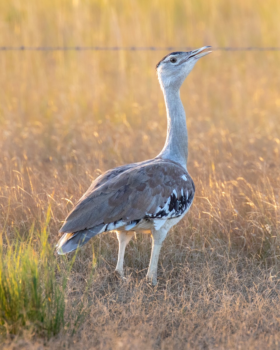 Australian Bustard - ML644401709