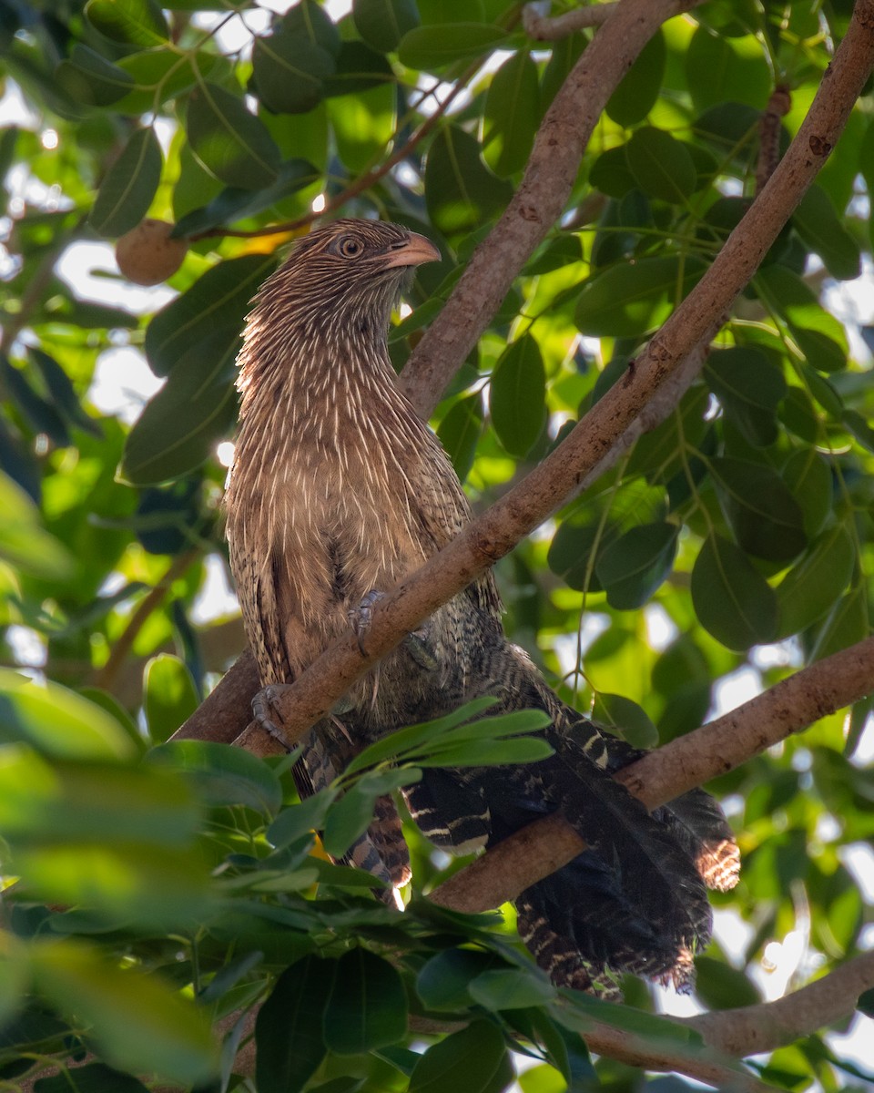 Pheasant Coucal - ML644401710