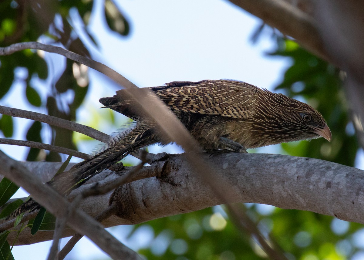 Pheasant Coucal - ML644401711