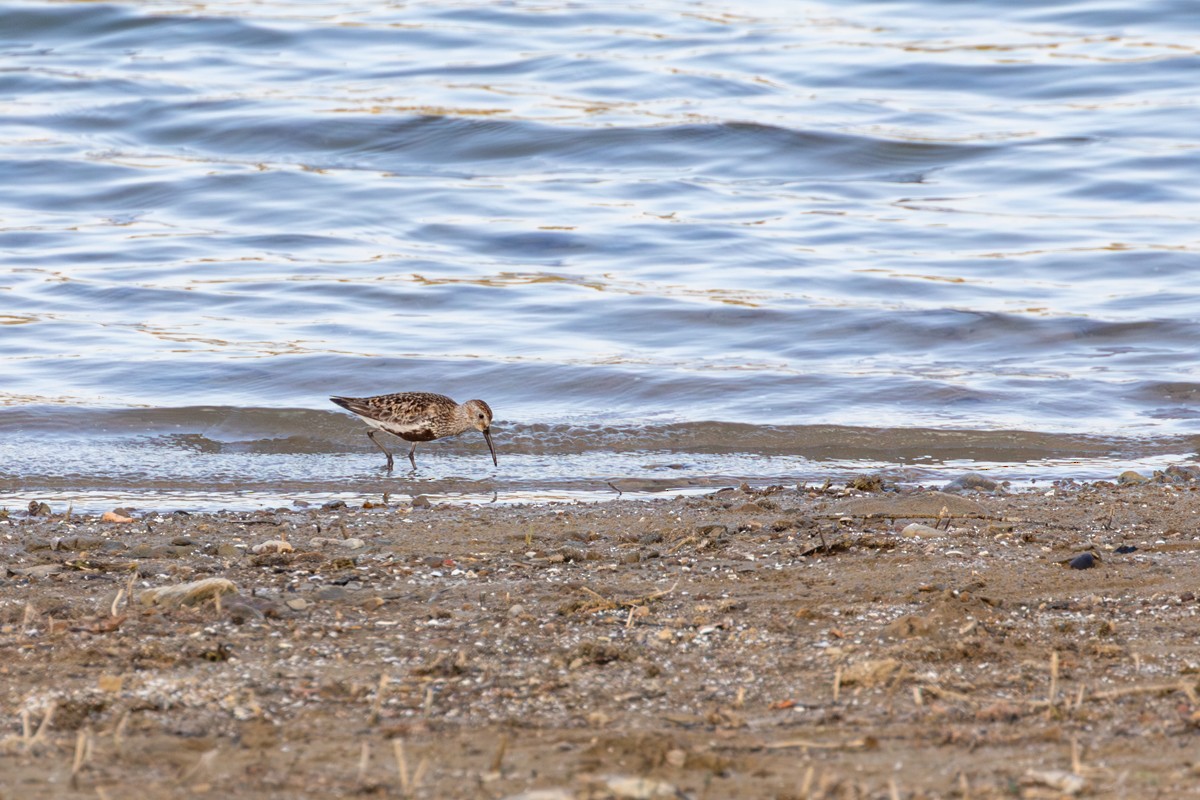 Dunlin - ML644401712