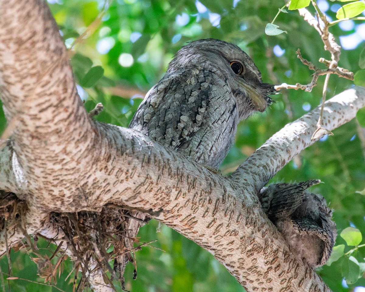 Tawny Frogmouth - ML644401713