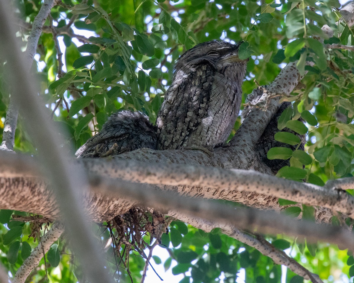 Tawny Frogmouth - ML644401715
