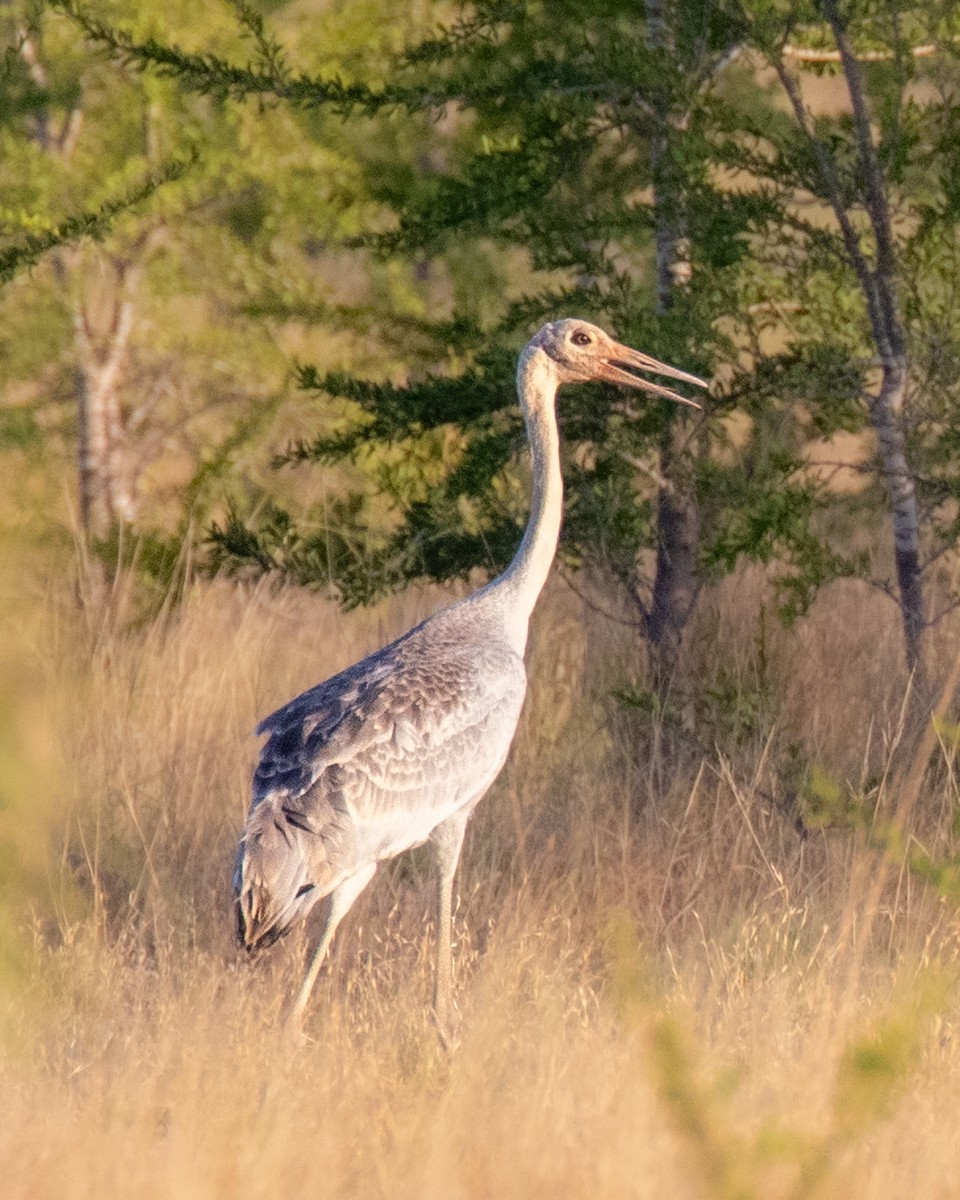 Brolga - ML644401717