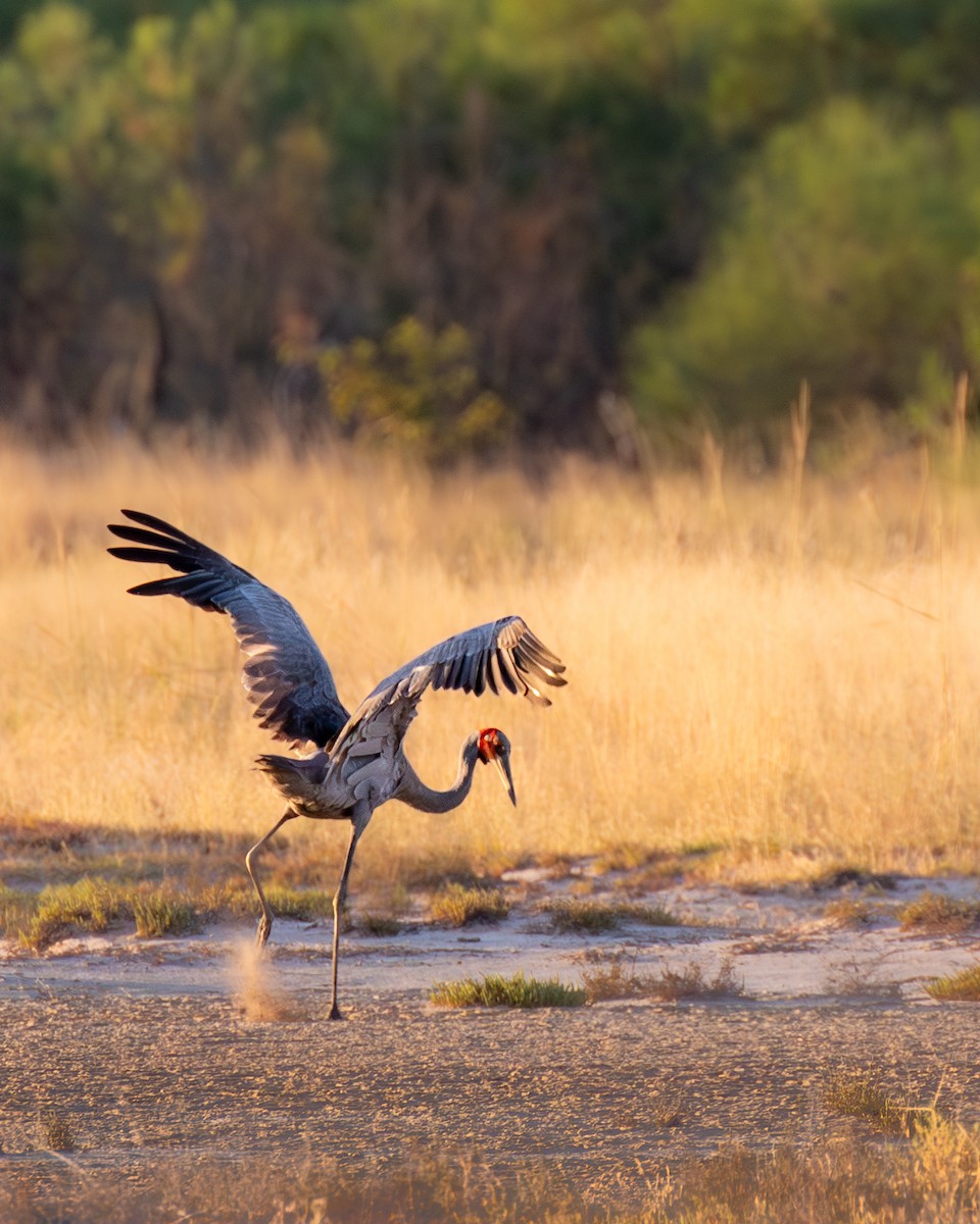 Brolga - ML644401718