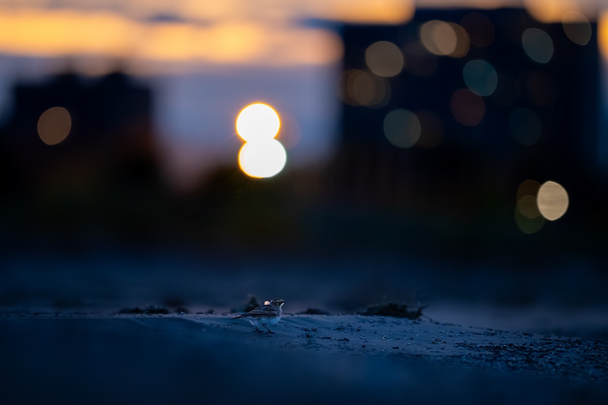 צחיחנית חרמון - ML644401725