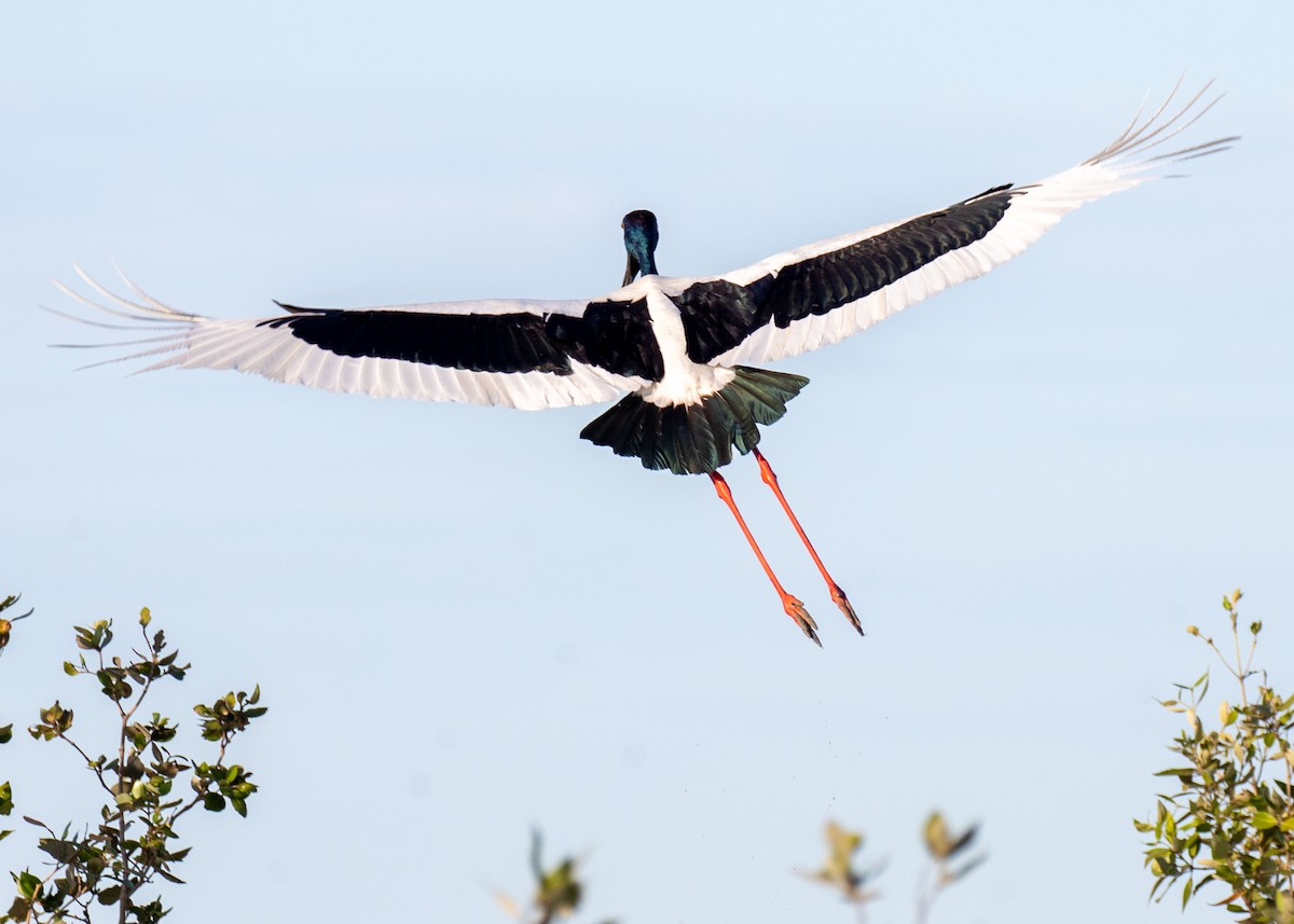 Black-necked Stork - ML644401726