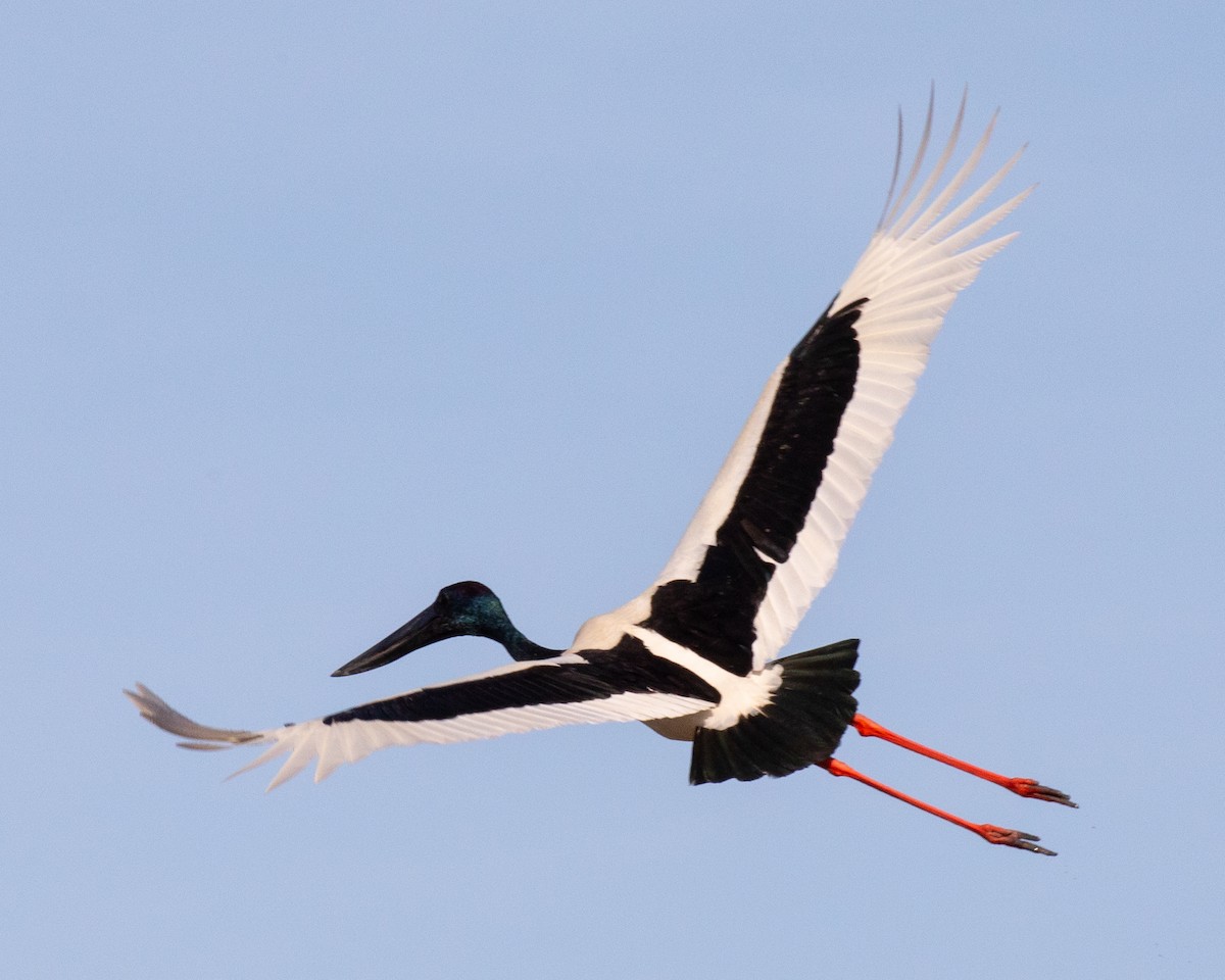 Black-necked Stork - ML644401727