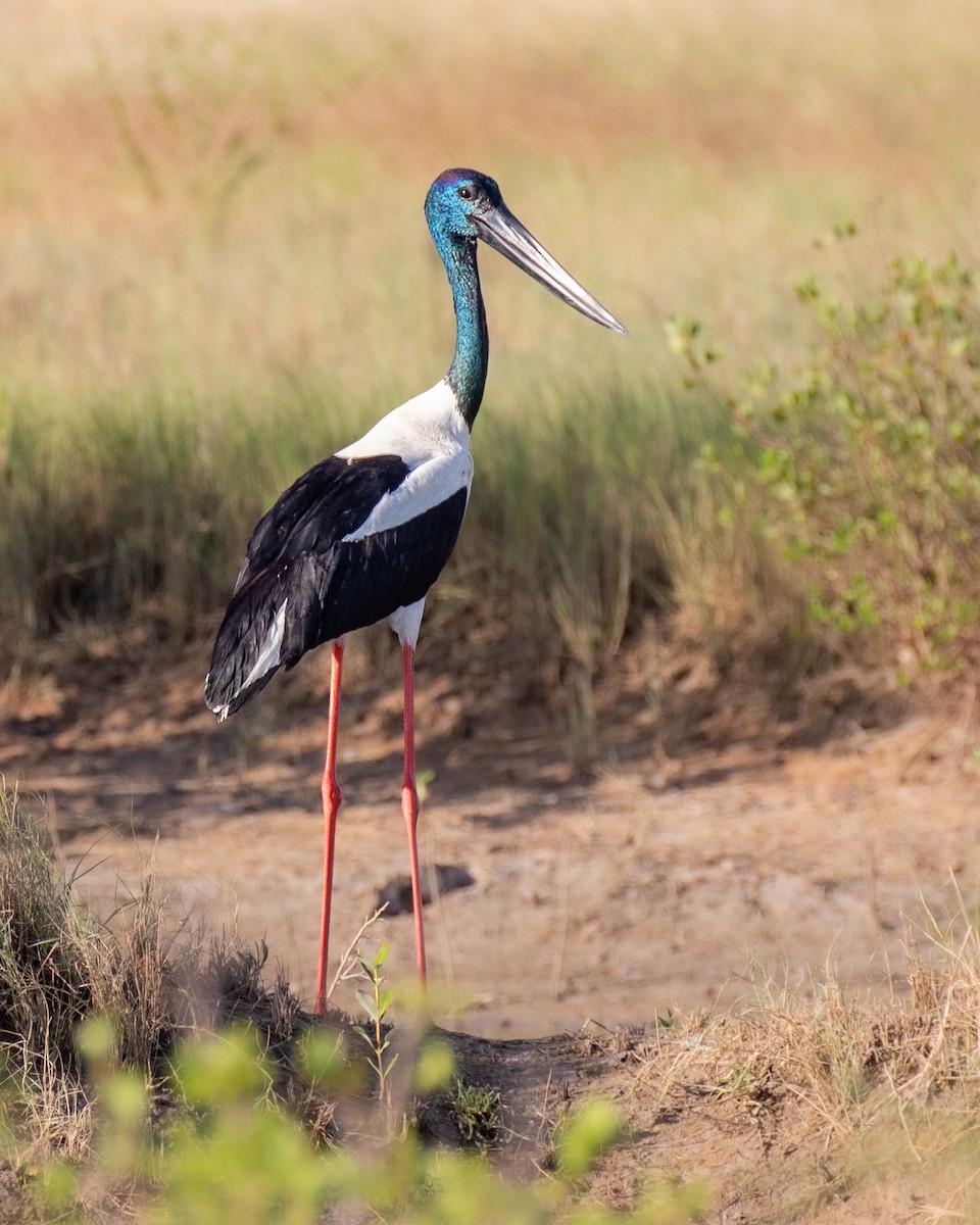 Black-necked Stork - ML644401728