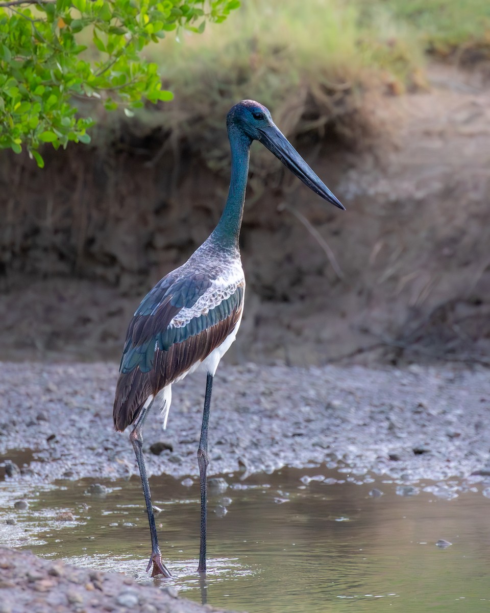 Black-necked Stork - ML644401729